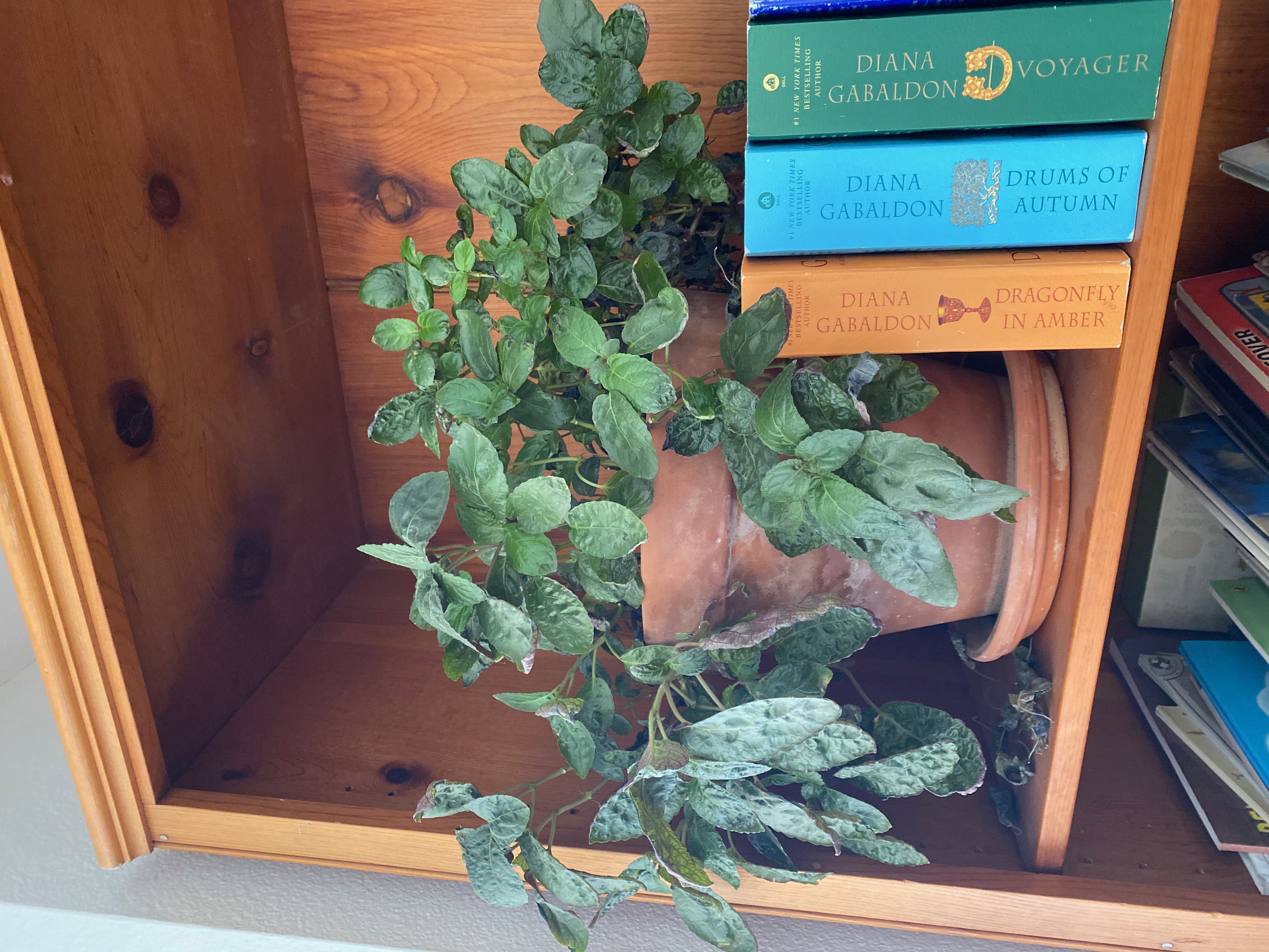 A warm bookshelf — slow living, cozy interiors, intentional home