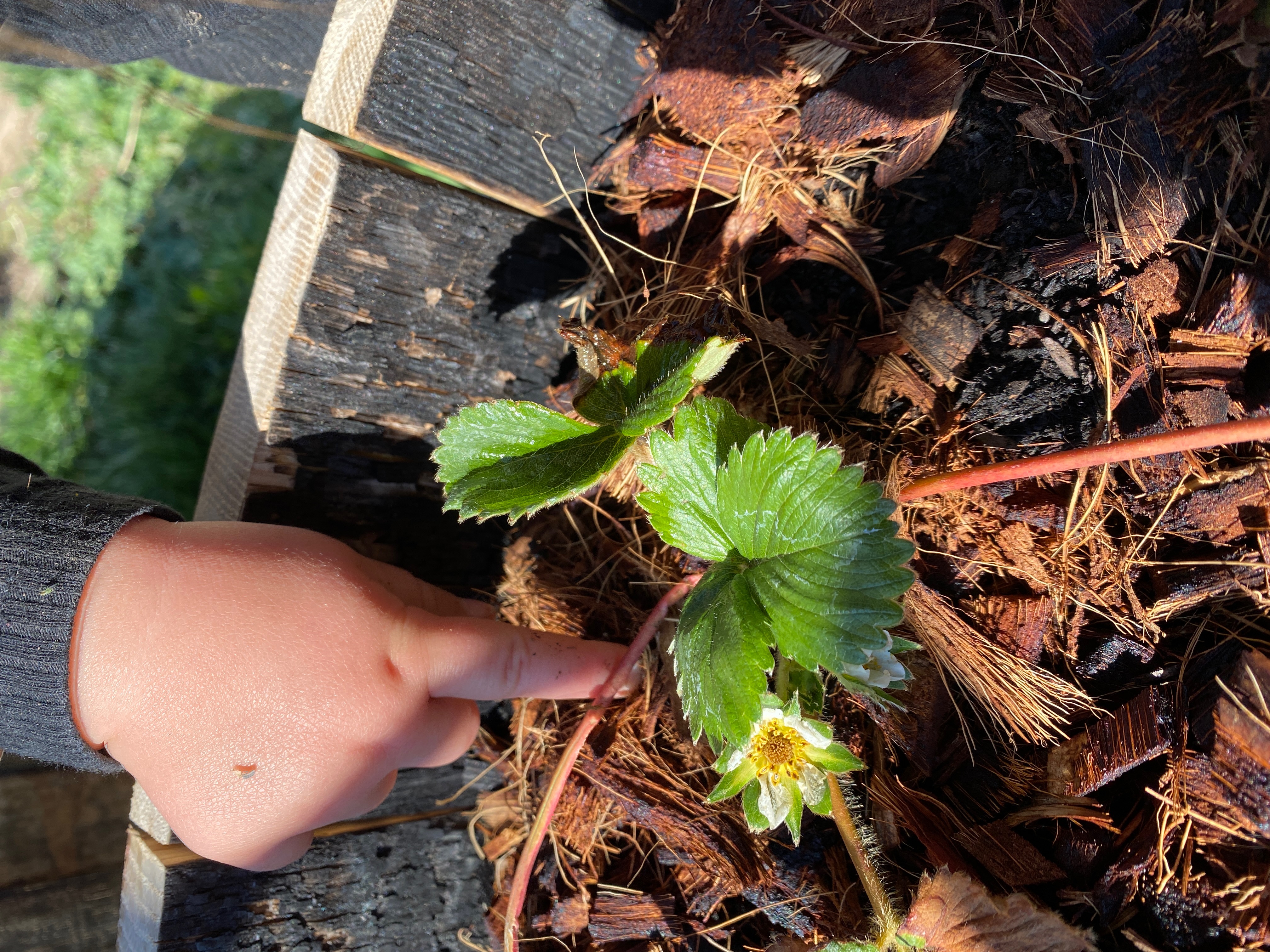 A small child's finger pointing at a delicate strawberry blossom — Moss & Mail monthly personal letter subscription